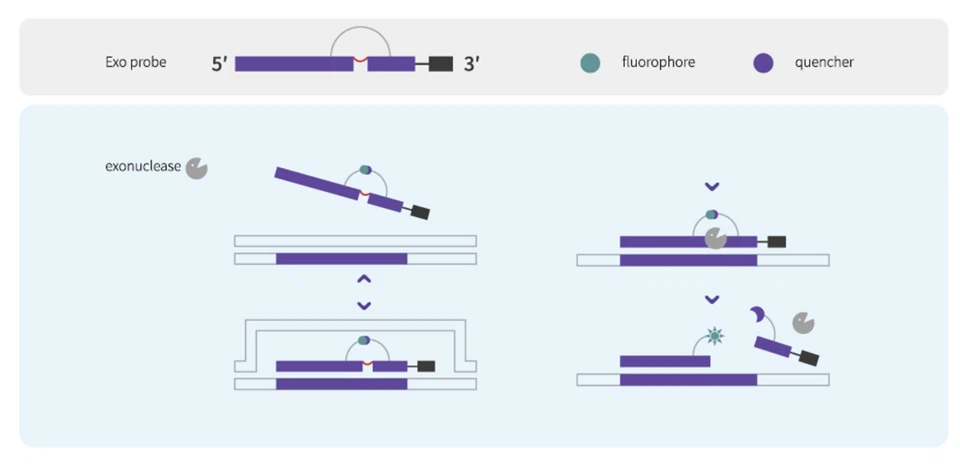 Fully Automatic PCR Analyzer
